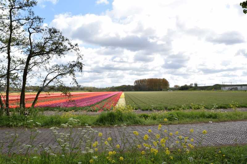 Leiden tulip fields in May